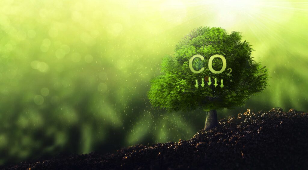 Net Zero” คืออะไร ทำไม “ต้นไม้” ถึงเป็นหนึ่งในตัวช่วยที่ใครๆ  ต่างคอนเฟิร์มว่า “ใช่”! - SCG | ESG เริ่มด้วยกัน เพื่อเรา เพื่อโลก